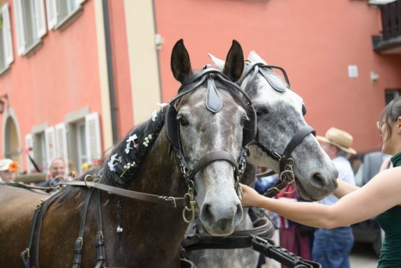 Halima 5 Jährig Hochzeitskutsche