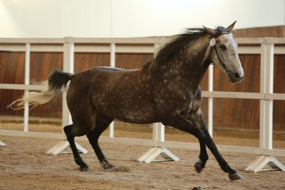 Halima im Freigalopp